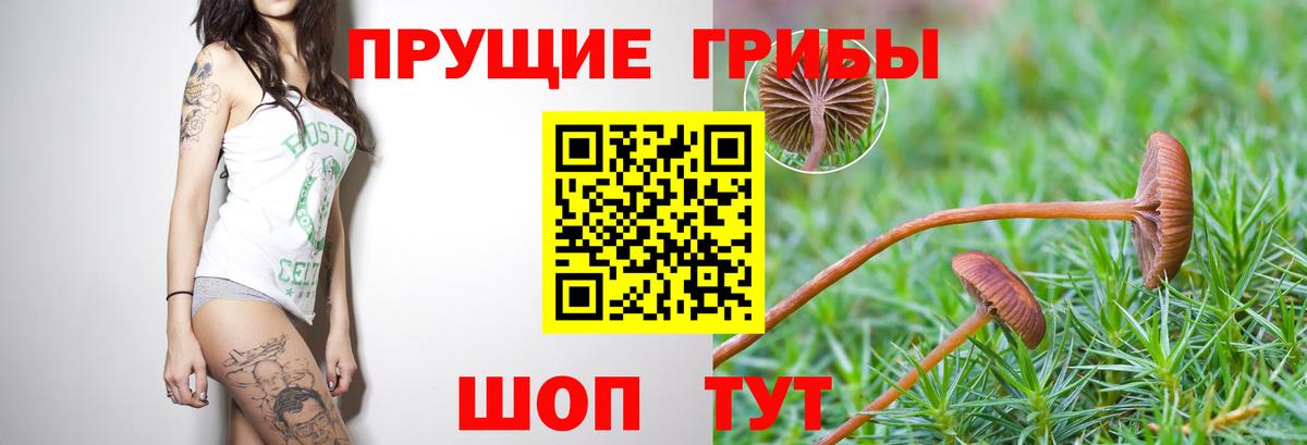 Псилоцибиновые грибы Cubensis Углич